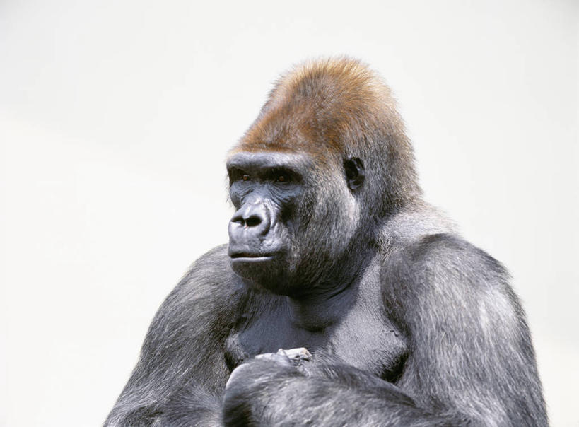 无人,站,横图,室外,白天,正面,哺乳动物,野生动物,猩猩,注视,一只,动物,观察,看,站着,观看,察看,关注,大猩猩,金刚猩猩,站立,半身,彩图