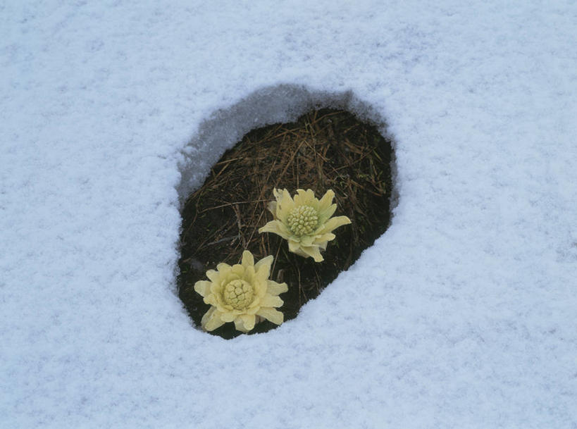 无人,横图,俯视,室外,特写,白天,美景,雪,植物,大雪,盛开,积雪,景观,泥土,土壤,雪景,冬季,冬天,草药,药草,花蕾,中药,花,花瓣,花朵,鲜花,树,树木,两朵,绿色,自然,花苞,花蕊,景色,寒冷,生长,成长,自然风光,药材,中草药,中药材,本草,严寒,日本小檗,小檗,彩图,高角度拍摄