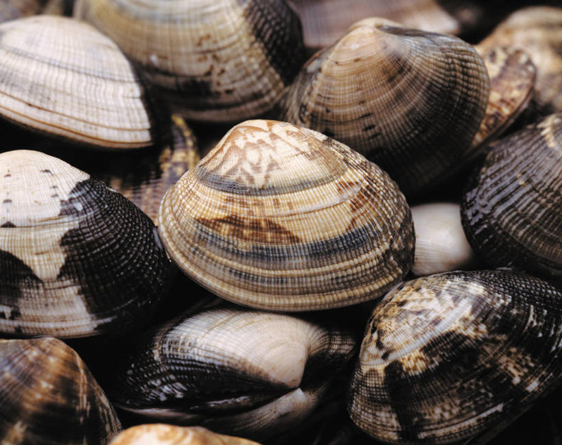 海鲜,无人,横图,俯视,室内,特写,白天,一堆,许多,阴影,堆叠,堆积,反射,影子,很多,蛤蜊,水产,海洋生物,蛤,堆,水生动物,海产品,水生物,海底动物,蛤仔,彩图,高角度拍摄