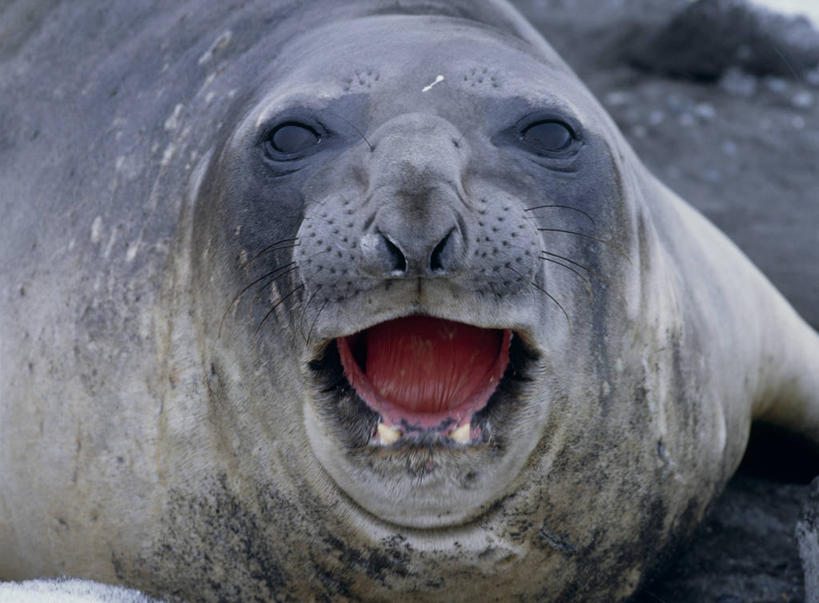 头,无人,横图,室外,特写,白天,正面,哺乳动物,海豹,野生动物,阴影,光线,影子,大喊,注视,一只,阳光,动物,观察,看,趴着,张嘴,可爱,活泼,观看,大叫,察看,关注,张大嘴巴,大呼,象海豹,头部,张开嘴,趴,半身,彩图