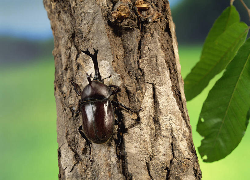 无人,站,横图,室外,特写,白天,草地,草坪,美景,树林,植物,阴影,朦胧,模糊,光线,昆虫,影子,景观,褐色,树桩,甲壳虫,草,树,树干,树木,一只,背面,绿色,阳光,自然,动物,趴着,站着,木桩,景色,生长,成长,自然风光,甲虫,害虫,锹甲虫,锹型虫,锹型甲,趴,站立,彩图,全身