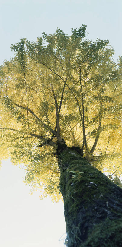 无人,竖图,室外,白天,仰视,美景,植物,银杏树,阴影,光线,影子,景观,树桩,树,树干,树木,蓝色,绿色,蓝天,天空,阳光,自然,天,木桩,景色,生长,晴朗,成长,自然风光,万里无云,鸭脚树,晴空,晴空万里,银杏,公孙树,白果,彩图,低角度拍摄