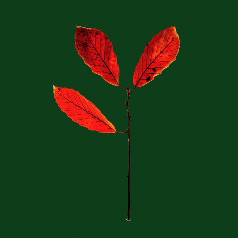 无人,横图,室内,特写,白天,正面,叶子,绿色背景,阴影,反射,影子,三片,红色,摄影,影棚,叶,叶片,彩图,影棚拍摄,拍摄