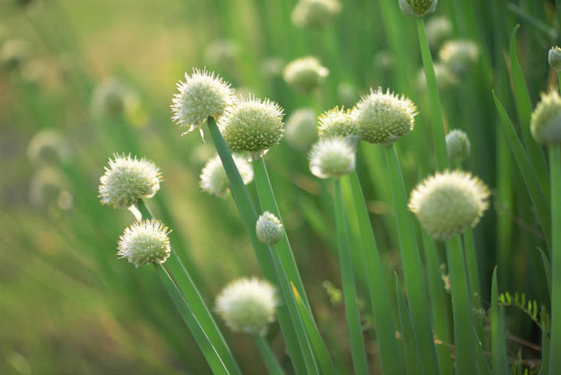 无人,横图,室外,特写,白天,正面,花海,花圃,美景,植物,叶子,阴影,朦胧,模糊,盛开,光线,影子,景观,葱花,花蕾,花,花瓣,花朵,花卉,鲜花,绿色,阳光,自然,花丛,花束,花田,花苞,花蕊,景色,自然风光,彩图