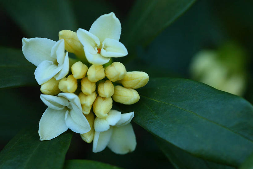 无人,横图,室外,特写,白天,正面,美景,植物,叶子,朦胧,模糊,盛开,纹理,景观,绿叶,花蕾,花,花瓣,花朵,鲜花,绿色,自然,花苞,花蕊,嫩叶,景色,自然风光,肌理,瑞香,千里香,叶,叶片,叶脉,彩图,毛瑞香,蓬莱紫,瑞香花,睡香