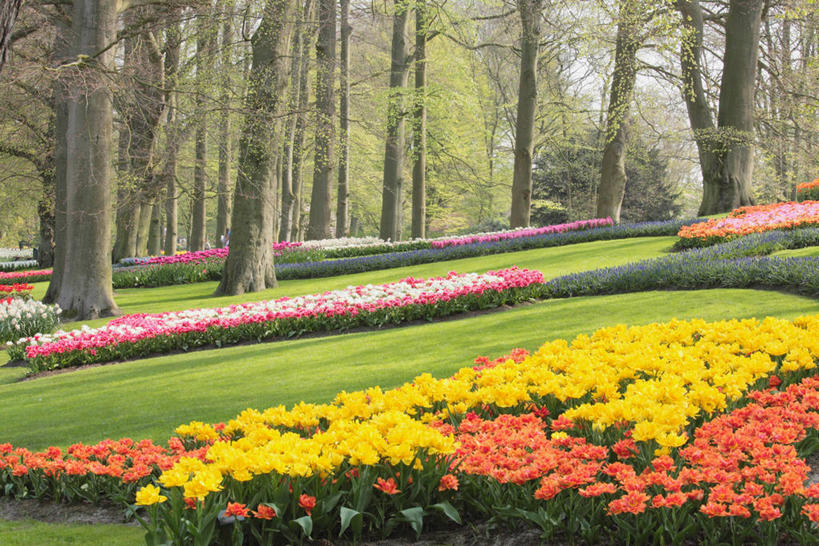 无人,横图,室外,白天,正面,爱情,旅游,度假,草地,草坪,花海,花圃,美景,树林,植物,郁金香,叶子,欧洲,荷兰,阴影,盛开,光线,影子,景观,首都,祝福,花蕾,娱乐,草,花,花瓣,花朵,花卉,鲜花,树,树木,绿色,阳光,自然,花丛,花束,花田,花苞,花蕊,享受,休闲,景色,放松,生长,成长,表白,西欧,自然风光,荣誉,阿姆斯特丹,永恒,荷兰王国,尼德兰王国,库肯霍夫花园,北荷兰省,郁香,洋荷花,草麝香,彩图