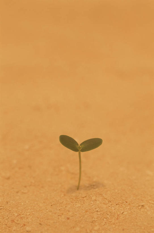 无人,竖图,室外,特写,白天,正面,美景,植物,阴影,光线,影子,景观,豆芽,绿色,阳光,自然,景色,生长,成长,自然风光,豆芽菜,芽苗菜,彩图