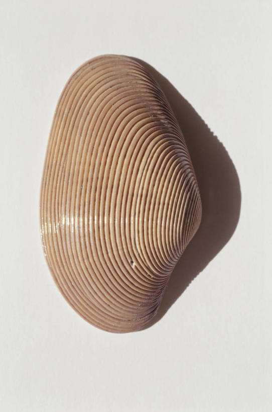 无人,竖图,室内,特写,白天,白色背景,正面,贝壳,一个,摄影,影棚,单个,贝类外壳,海螺壳,软体动物外壳,彩图,影棚拍摄,拍摄