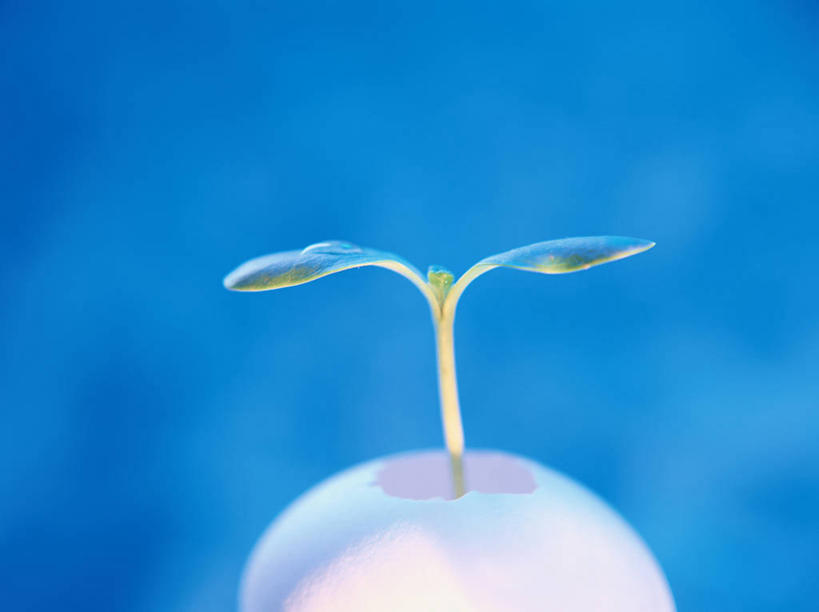 无人,横图,室内,特写,白天,正面,植物,蓝色背景,朦胧,模糊,蛋壳,绿色,自然,摄影,影棚,生长,成长,彩图,影棚拍摄,拍摄