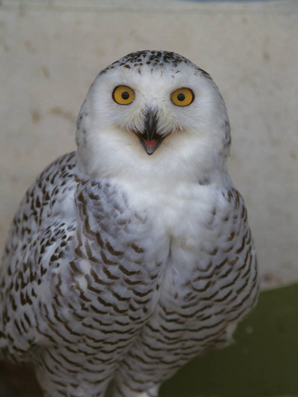 无人,站,竖图,室外,夜晚,正面,鸟,野生动物,阴影,光线,鸟类,影子,墙,青苔,苔藓,注视,墙壁,墙面,一只,阳光,动物,观察,看,站着,观看,察看,关注,凶猛,雪鸮,雪枭,白鸮,白夜猫子,雪猫头鹰,怪鸱,鸺鸱,残暴,凶残,鸮,枭,站立,半身,彩图,鸱鸮,鸮角鸱