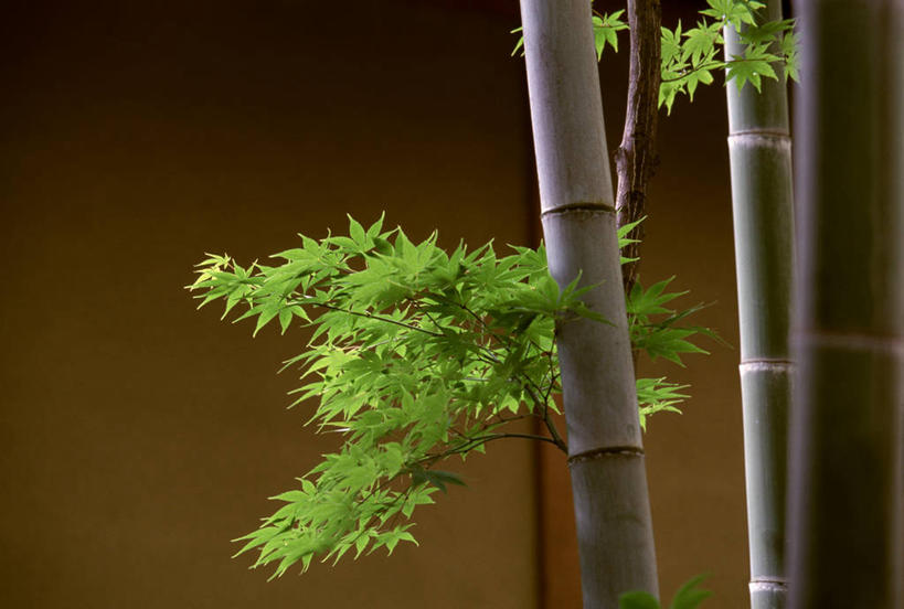 无人,横图,室内,特写,白天,正面,纯洁,竹子,阴影,反射,影子,摄影,影棚,褐色背景,高雅,奉献,质朴,正直,担当,竹,彩图,影棚拍摄,拍摄,奋进,操守,四君子,岁寒三友,性坚,虚怀,虚心,善群,卓尔