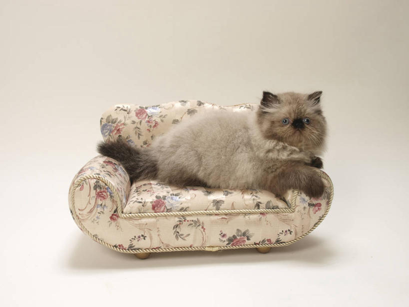 无人,躺,横图,室内,白天,侧面,沙发,宠物,猫,灰色背景,扭头,注视,一只,动物,观察,看,转头,可爱,摄影,影棚,观看,察看,关注,猫咪,布艺沙发,喜马拉雅猫,卧着,躺着,卧,彩图,全身,影棚拍摄,拍摄