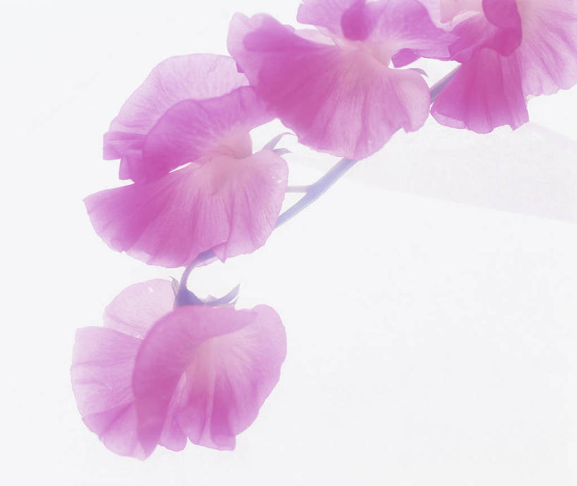 无人,横图,室内,特写,白天,白色背景,正面,阴影,盛开,反射,影子,香豌豆,花蕾,花,花瓣,花朵,鲜花,紫色,花苞,花蕊,摄影,影棚,豌豆花,腐香豌豆,花豌豆,彩图,影棚拍摄,拍摄