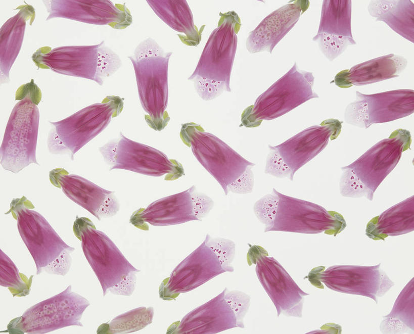 无人,横图,俯视,室内,特写,白天,白色背景,阴影,盛开,反射,影子,花蕾,花,花瓣,花朵,鲜花,紫色,花苞,花蕊,摄影,影棚,毛地黄,指顶花,心脏草,洋地黄,热爱,彩图,高角度拍摄,影棚拍摄,拍摄