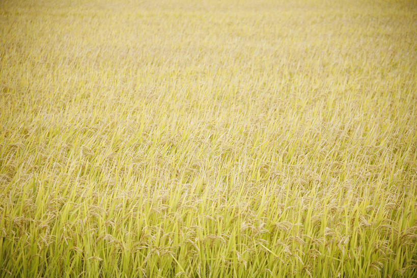 无人,农田,横图,俯视,室外,白天,农业,庄稼,农作物,美景,稻田,景观,谷物,水稻,稻,自然,景色,自然风光,彩图,高角度拍摄,耕地,庄稼田