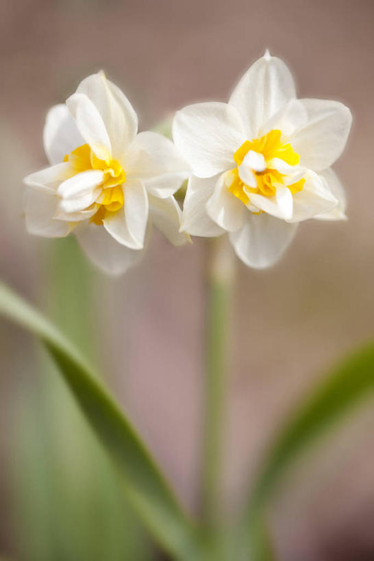 无人,竖图,室外,特写,白天,正面,爱情,陶醉,美景,水仙花,叶子,朦胧,模糊,盛开,景观,绿叶,花蕾,花,花瓣,花朵,鲜花,两朵,自然,花苞,花蕊,嫩叶,景色,自然风光,记忆,金盏银台,玉玲珑,女史花,雅蒜,天蒜,敬意,自恋,黄水仙,喇叭水仙,凌波仙子,水仙,天葱,叶,叶片,彩图