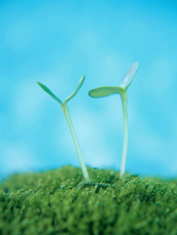 无人,竖图,室内,特写,白天,正面,草地,草坪,植物,蓝色背景,生气,朦胧,模糊,幼苗,草,绿色,嫩芽,活力,摄影,朝气,影棚,生机,希望,新苗,彩图,影棚拍摄,拍摄