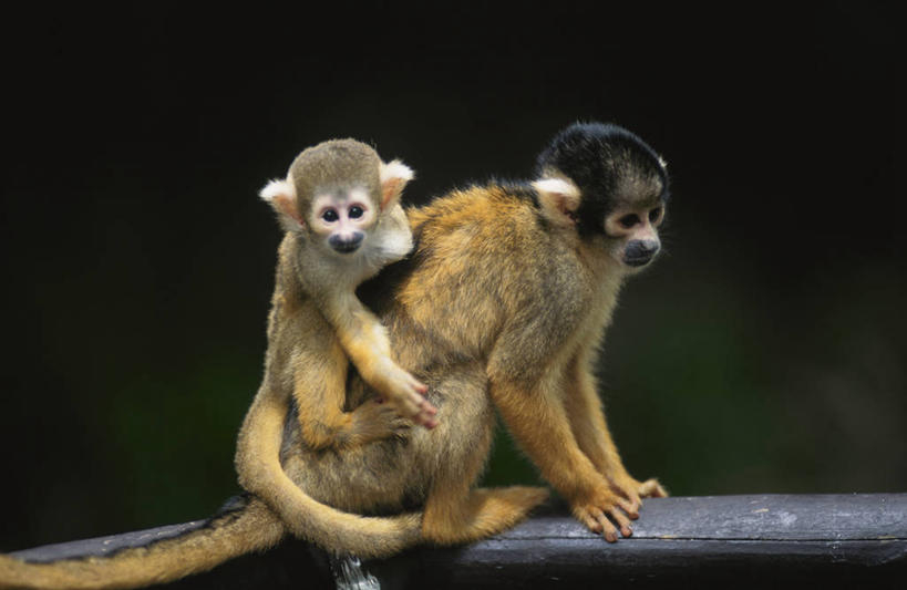 无人,坐,抱,横图,室外,白天,侧面,美景,哺乳动物,猴,野生动物,猴子,阴影,光线,影子,景观,扭头,注视,阳光,自然,动物,观察,看,转头,两只,景色,可爱,活泼,抱着,观看,察看,搂着,关注,自然风光,松鼠猴,怀抱,搂,搂抱,相抱,拥抱,坐着,彩图,全身