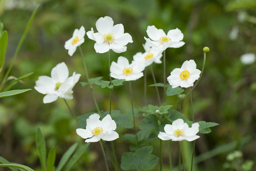 无人,横图,俯视,室外,特写,白天,美景,叶子,朦胧,模糊,盛开,景观,绿叶,花蕾,花,花瓣,花朵,鲜花,白色,自然,花苞,花蕊,嫩叶,景色,期待,生命,自然风光,秋牡丹,叶,叶片,彩图,高角度拍摄
