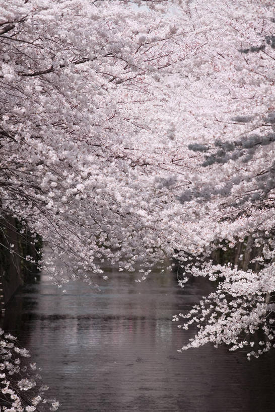 无人,竖图,室外,白天,正面,旅游,度假,幸福,纯洁,河流,美景,水,植物,樱花,东京,日本,亚洲,波纹,盛开,河水,景观,水流,枝条,涟漪,花蕾,娱乐,花,花瓣,花朵,鲜花,树,树木,树枝,粉色,绿色,倒影,水纹,自然,波浪,花苞,花蕊,享受,休闲,景色,放松,生长,成长,等待,倒映,生命,自然风光,东亚,本州,关东地方,本州岛,日本国,东京都,水晕,仙樱花,福岛樱,青肤樱,高尚,热烈,反照,虬枝,枝杈,荆桃,彩图,目黑区