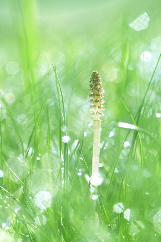 无人,竖图,室外,特写,白天,正面,草地,草坪,美景,水,植物,露水,阴影,朦胧,模糊,透明,光线,液体,影子,景观,水滴,水珠,草,绿色,阳光,自然,露珠,景色,马尾,生机,剔透,自然风光,问荆,接续草,公母草,搂接草,空心草,马蜂草,猪鬃草,黄蚂草,节节草,接骨草,灵动,通明,彩图,镜头光晕,透镜闪耀,眩光,木贼,马尾植物,晶莹