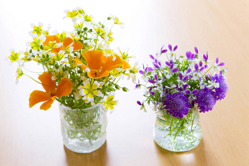 无人,横图,俯视,室内,特写,白天,幸福,智慧,植物,罂粟,紫罗兰,花瓶,叶子,阴影,艺术,盛开,反射,影子,绿叶,草药,清凉,花蕾,文化,中药,玻璃制品,花,花瓣,花朵,鲜花,两个,紫色,插花,玻璃瓶,瓶子,夏天,花苞,花蕊,橙色,嫩叶,插花艺术,毒品,加利福尼亚罂粟,创造,创作,药材,中草药,想象,轮峰菊,中药材,本草,永恒,止痛,镇静,安眠,山萝卜,质朴,美德,松虫草,紫盆花,火罂粟,加州罂粟,叶,叶片,罂粟花,米囊花,草紫罗兰,草桂花,彩图,高角度拍摄