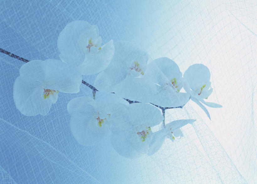 无人,横图,室内,特写,白天,正面,蝴蝶兰,阴影,盛开,反射,影子,花蕾,花,花瓣,花朵,鲜花,白色,花苞,花蕊,蝶兰,兰中皇后,兰花,彩图,兰花之后,台湾蝴蝶兰