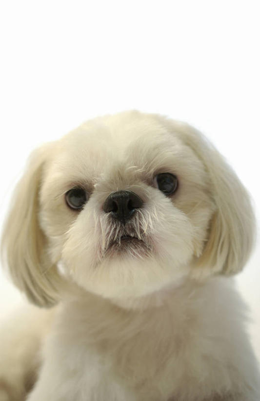 头,无人,竖图,室内,特写,白天,白色背景,正面,宠物,狗,阴影,反射,影子,注视,狮子狗,一只,白色,动物,观察,看,可爱,摄影,影棚,观看,察看,关注,西施犬,忠诚,赛珠犬,狮子犬,西施狗,头部,犬,半身,彩图,影棚拍摄,拍摄