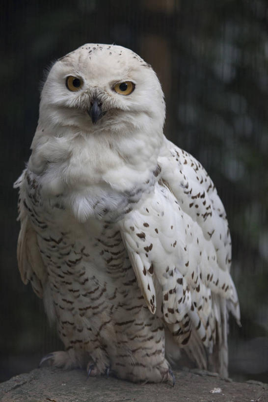 无人,站,竖图,室外,白天,正面,石头,美景,鸟,野生动物,朦胧,模糊,鸟类,石子,景观,注视,一只,白色,自然,动物,观察,看,站着,景色,观看,察看,关注,自然风光,凶猛,雪鸮,雪枭,白鸮,白夜猫子,雪猫头鹰,怪鸱,鸺鸱,残暴,凶残,石块,岩石,鸮,枭,站立,彩图,全身,鸱鸮,鸮角鸱