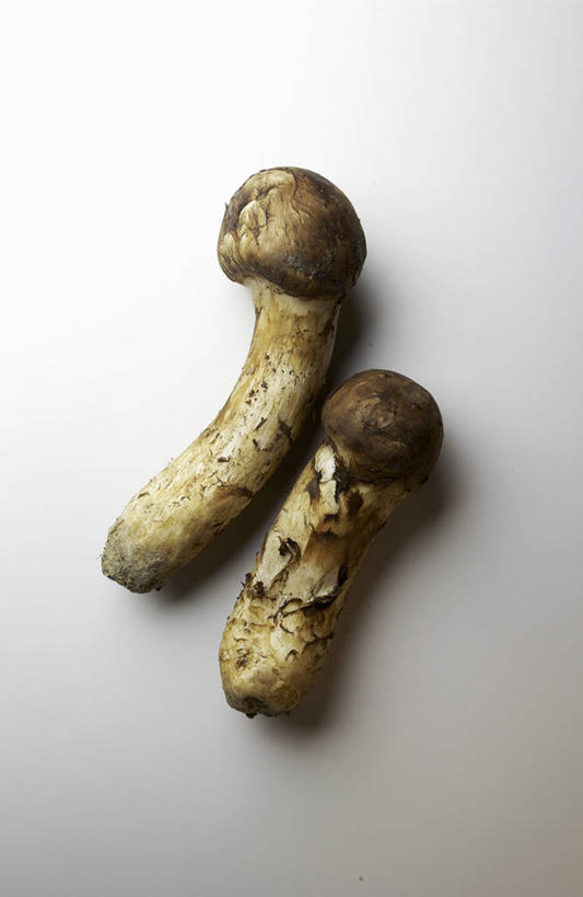 无人,竖图,俯视,室内,特写,白天,蔬菜,阴影,灰色背景,新鲜,反射,影子,菌菇,食品,褐色,松茸,菌类,松蕈,食物,两个,食用菌,摄影,有机食品,绿色食品,影棚,真菌,大花菌,剥皮菌,菌中之王,山珍,松菇,松菌,松口蘑,裕茂萝,药用菌,彩图,高角度拍摄,影棚拍摄,拍摄