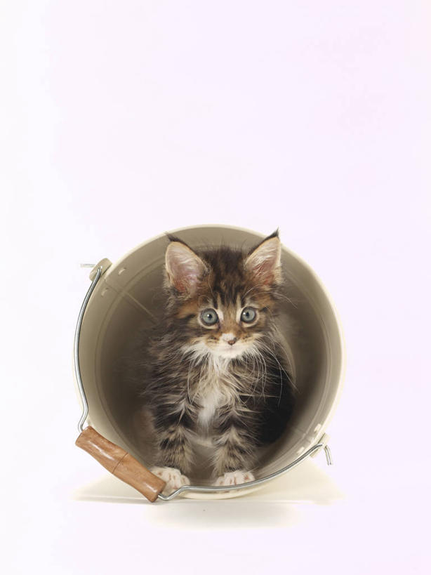 无人,躺,竖图,俯视,室内,白天,白色背景,宠物,猫,阴影,反射,水桶,桶,影子,注视,一个,一只,动物,容器,观察,看,可爱,摄影,影棚,单个,观看,储藏,察看,储存,关注,猫咪,卧着,躺着,卧,彩图,高角度拍摄,全身,影棚拍摄,拍摄,贮存