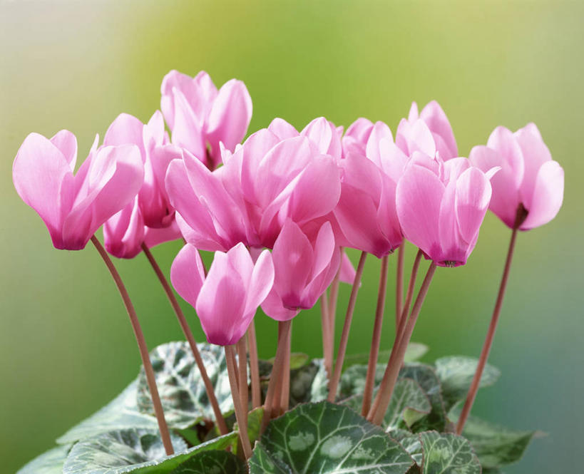 无人,横图,室外,特写,白天,正面,美景,叶子,朦胧,模糊,盛开,景观,绿叶,花蕾,花,花瓣,花朵,鲜花,粉色,自然,花苞,花蕊,嫩叶,景色,仙客来,自然风光,萝卜海棠,兔耳花,兔子花,一品冠,篝火花,翻瓣莲,叶,叶片,彩图