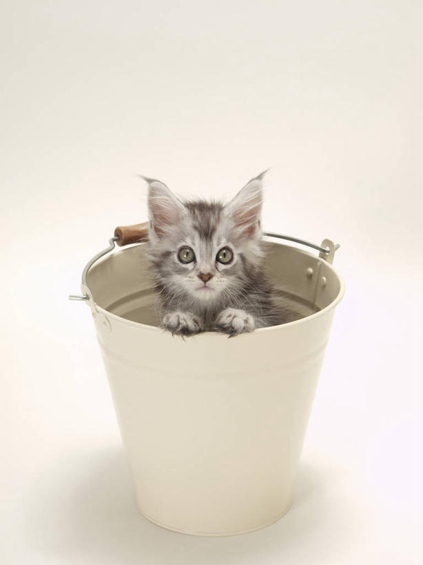 无人,站,竖图,俯视,室内,白天,白色背景,宠物,猫,阴影,反射,水桶,桶,影子,注视,一个,一只,动物,容器,观察,看,站着,可爱,摄影,影棚,单个,观看,储藏,察看,储存,关注,猫咪,站立,彩图,高角度拍摄,全身,影棚拍摄,拍摄,贮存