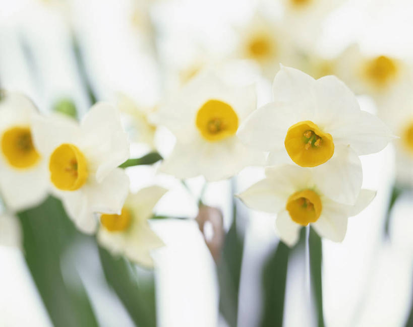 无人,横图,室内,特写,白天,白色背景,正面,爱情,陶醉,水仙花,叶子,许多,朦胧,模糊,盛开,绿叶,很多,花蕾,花,花瓣,花朵,鲜花,黄色,白色,花苞,花蕊,嫩叶,摄影,影棚,记忆,金盏银台,玉玲珑,女史花,雅蒜,天蒜,敬意,自恋,黄水仙,喇叭水仙,凌波仙子,水仙,天葱,叶,叶片,彩图,影棚拍摄,拍摄