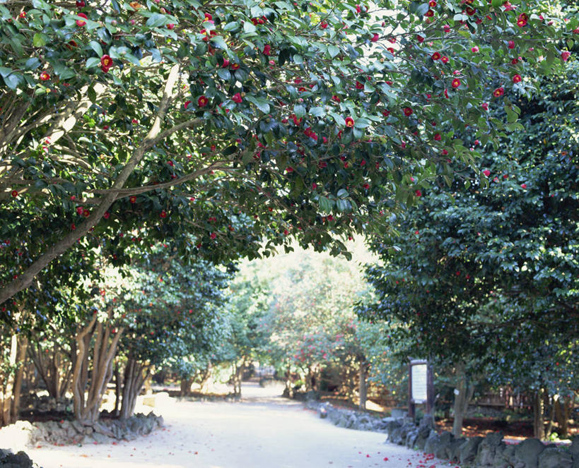 无人,公园,横图,室外,白天,正面,旅游,度假,美景,植物,道路,路,山茶花,日本,亚洲,盛开,景观,小路,交通,花蕾,娱乐,花,花瓣,花朵,鲜花,树,树木,绿色,自然,花苞,花蕊,享受,休闲,景色,放松,生长,成长,自然风光,东亚,本州,本州岛,日本国,中国地方,玉茗花,耐冬,山口,山口县,海石榴,指月城,萩城,茶花,彩图,萩市