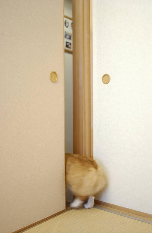 无人,站,竖图,室内,白天,地板,门,宠物,狗,阴影,反射,影子,墙,地面,柯基犬,威尔士柯基犬,木地板,墙壁,墙面,一只,背面,动物,门框,站着,可爱,牧羊犬,忠诚,犬,站立,彩图,全身