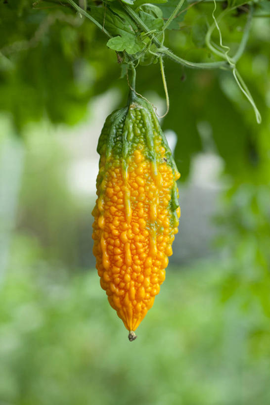 无人,竖图,室外,特写,白天,正面,蔬菜,叶子,一根,朦胧,模糊,新鲜,苦瓜,食品,绿叶,食物,黄色,嫩叶,凉瓜,有机食品,绿色食品,君子菜,癞瓜,癞葡萄,叶,叶片,彩图