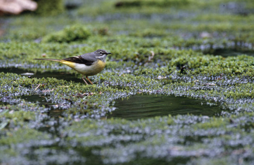 无人,站,横图,室外,白天,侧面,爱情,湖,湖泊,美景,水,鸟,朦胧,模糊,鹡鸰,鸟类,湖面,景观,水流,水面,青苔,苔藓,注视,一只,自然,湖水,观察,看,站着,景色,观看,察看,关注,自然风光,爱情鸟,白颤儿,白颊鹡鸰,白面鸟,点水雀,眼纹鹡鸰,张飞鸟,站立,彩图,全身,灰鹡鸰