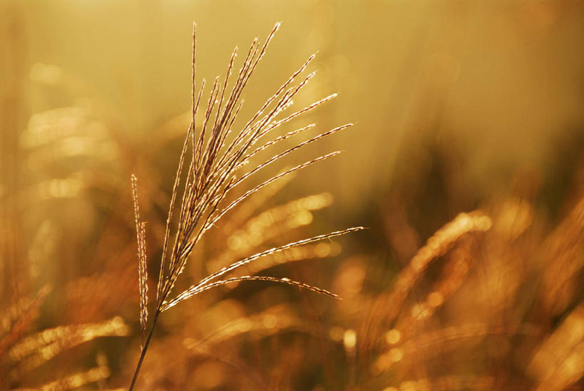 无人,横图,室外,特写,白天,正面,美景,植物,阴影,枯萎,朦胧,模糊,光线,影子,景观,枯草,芒草,草,黄色,阳光,自然,景色,自然风光,五节芒,管草,管芒,寒芒,彩图