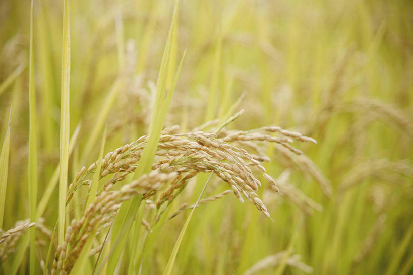 无人,农田,横图,室外,特写,白天,正面,农业,庄稼,农作物,美景,朦胧,模糊,稻田,景观,谷物,水稻,稻,自然,景色,自然风光,彩图,耕地,庄稼田