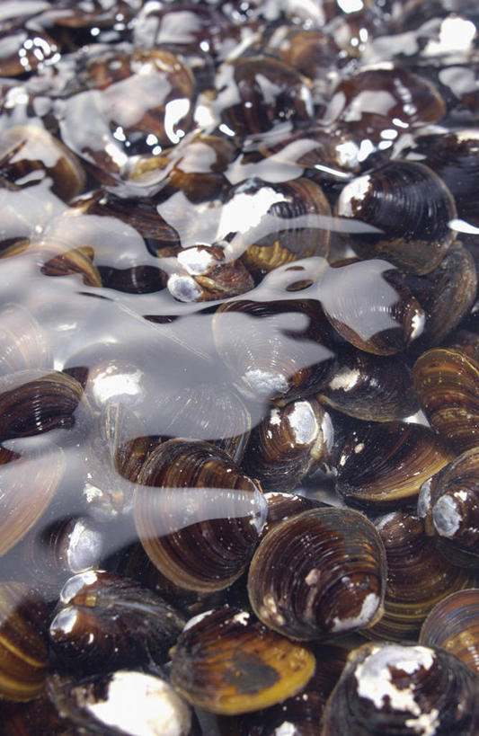 海鲜,无人,竖图,俯视,室内,白天,一堆,许多,堆叠,堆积,很多,蛤蜊,水产,海洋生物,蛤,摄影,影棚,堆,水生动物,海产品,水生物,海底动物,蛤仔,彩图,高角度拍摄,影棚拍摄,拍摄,蚬