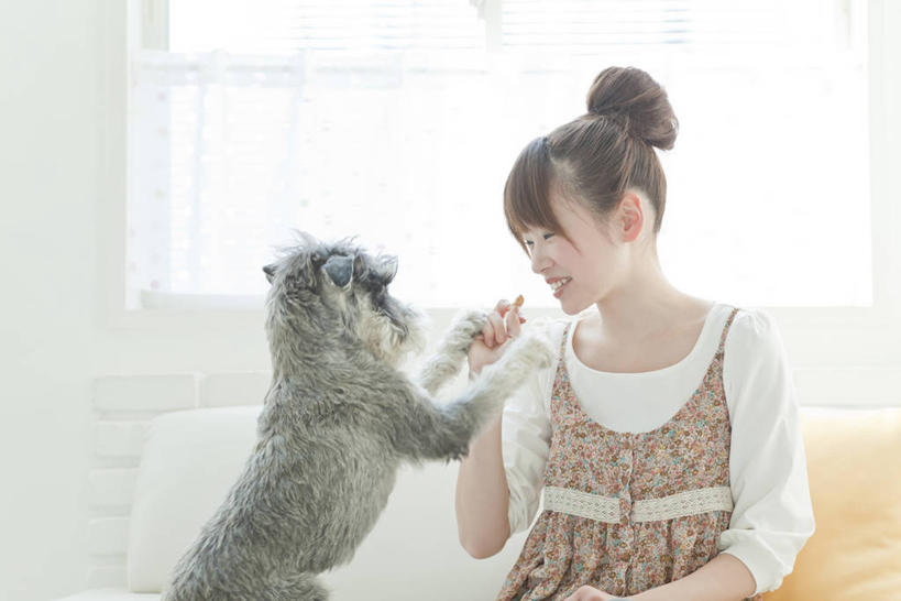 东方人,一个人,客厅,坐,笑,微笑,露齿笑,横图,室内,白天,正面,窗户,靠垫,沙发,宠物,狗,亚洲,仅一个年轻女性,仅一个女性,仅一个人,服装,墙,靠枕,梗犬,雪纳瑞,迷你雪纳瑞,注视,休闲装,黄种人,玻璃窗,墙壁,墙面,一只,衣服,动物,垫子,枕头,观察,看,休闲,休闲服,可爱,服饰,观看,察看,起居室,关注,雪纳瑞犬,布艺沙发,髯犬,忠诚,雪纳瑞狗,客堂,年轻女性,女人,女性,亚洲人,犬,坐着,半身,彩图