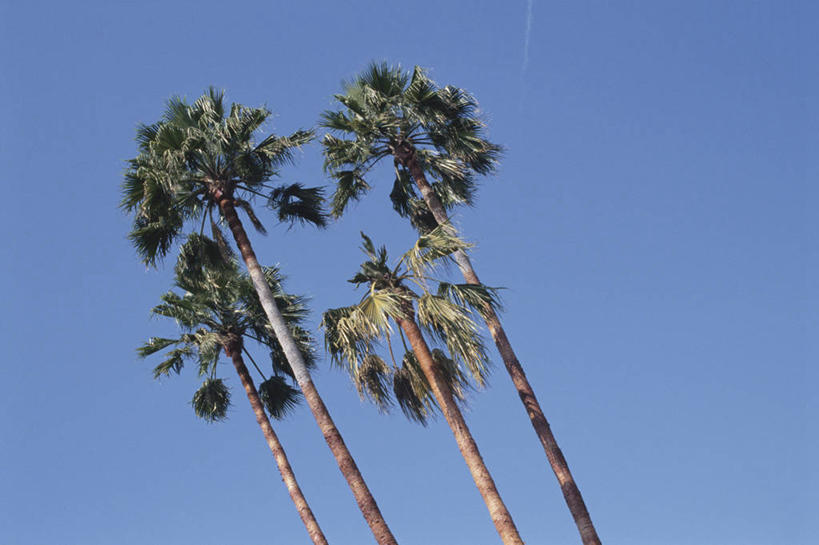 无人,横图,室外,白天,仰视,美景,植物,棕榈树,叶子,阴影,光线,影子,景观,绿叶,四棵,树,树木,蓝色,绿色,蓝天,天空,阳光,自然,天,嫩叶,景色,生长,晴朗,成长,自然风光,棕榈叶,万里无云,叶,叶片,晴空,晴空万里,棕树,棕榈,彩图,低角度拍摄