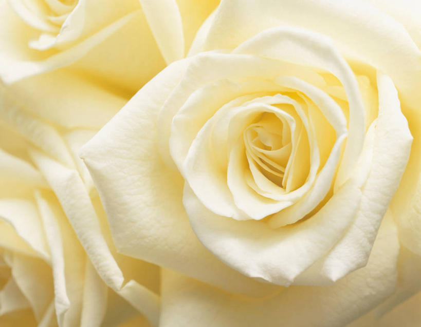 无人,横图,室内,特写,白天,正面,爱情,幸福,纯洁,热情,玫瑰,阴影,盛开,反射,影子,玫瑰花,浪漫,花蕾,黄玫瑰,花,花瓣,花朵,鲜花,黄色,花苞,花蕊,温暖,温馨,恩爱,和睦,感动,尊敬,天真,刺玫花,徘徊花,彩图,融洽