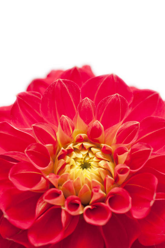 无人,竖图,室内,特写,白天,白色背景,正面,感激,新鲜,盛开,大丽花,花蕾,花,花瓣,花朵,鲜花,一朵,红色,花苞,花蕊,菊花,摄影,影棚,大理花,天竺牡丹,大丽菊,吉利,新意,富丽,大方,新颖,彩图,影棚拍摄,拍摄,背叛,地瓜花,东洋菊