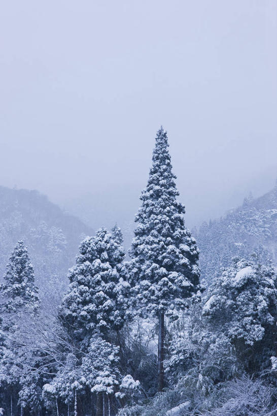 无人,竖图,室外,白天,仰视,美景,森林,山,树林,雪,雪山,植物,大雪,松树,日本,亚洲,冰,积雪,景观,山峰,雪景,冬季,冬天,山峦,树,树木,绿色,天空,自然,天,景色,寒冷,生长,成长,冰冷,自然风光,坚定,东亚,本州,本州岛,日本国,近畿地方,近畿,滋贺,滋贺县,长寿,严寒,冰凉,酷寒,凛冽,凛凛,贞洁,极冷,彩图,低角度拍摄,高岛市