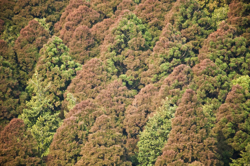 无人,横图,俯视,室外,白天,美景,秋季,森林,树林,植物,松树,阴影,光线,影子,景观,树,树木,绿色,阳光,自然,景色,生长,成长,自然风光,杉树,坚定,长寿,贞洁,柳杉,秋,秋天,彩图,高角度拍摄,孔雀松,木沙椤树,日本柳杉