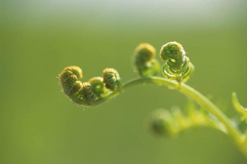 无人,横图,室外,特写,白天,正面,美景,植物,阴影,朦胧,模糊,光线,影子,景观,绿色,阳光,自然,景色,生长,成长,蕨类,蕨类植物,自然风光,彩图