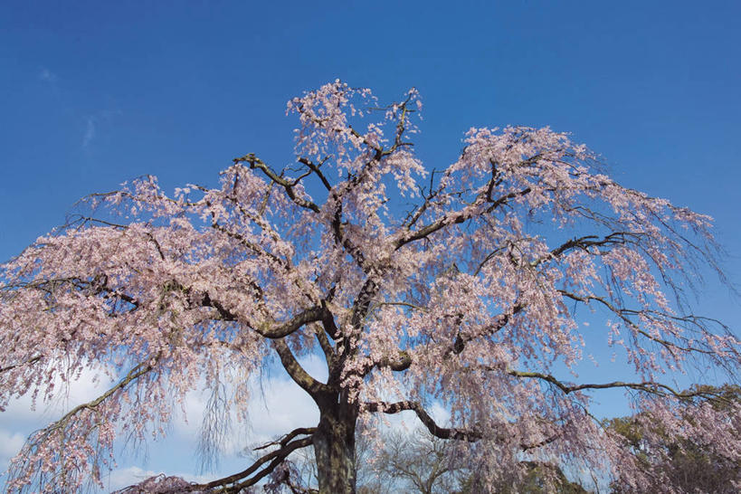 无人,公园,横图,室外,白天,仰视,幸福,纯洁,美景,树林,植物,樱花,京都,日本,亚洲,阴影,盛开,光线,影子,景观,云,云朵,花蕾,云彩,花,花瓣,花朵,鲜花,树,树木,蓝色,绿色,白云,蓝天,天空,阳光,自然,天,花苞,花蕊,景色,京都府,生长,晴朗,成长,等待,生命,自然风光,东亚,本州,本州岛,日本国,近畿地方,近畿,仙樱花,福岛樱,青肤樱,高尚,热烈,东山区,晴空,荆桃,彩图,低角度拍摄,圆山公园