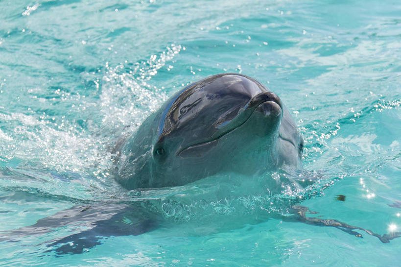 游泳,无人,横图,室外,白天,正面,水,哺乳动物,海豚,鲸鱼,阴影,飞溅,溅,光线,液体,影子,水滴,注视,海洋生物,水珠,一只,阳光,动物,观察,看,鲸,观看,察看,关注,喷洒,水生动物,水生物,海底动物,泅水,鲸类,拍浮,半身,彩图